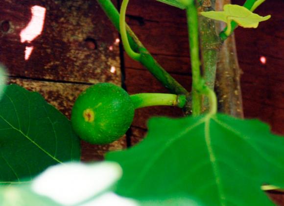Figener sidder tæt på hovedstammen. Foto: Laila Sølager