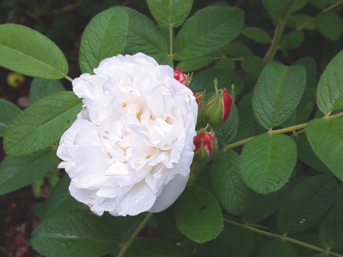 Buskrose 'Louise Bugnet', buskrose. Foto: Danske Planteskoler