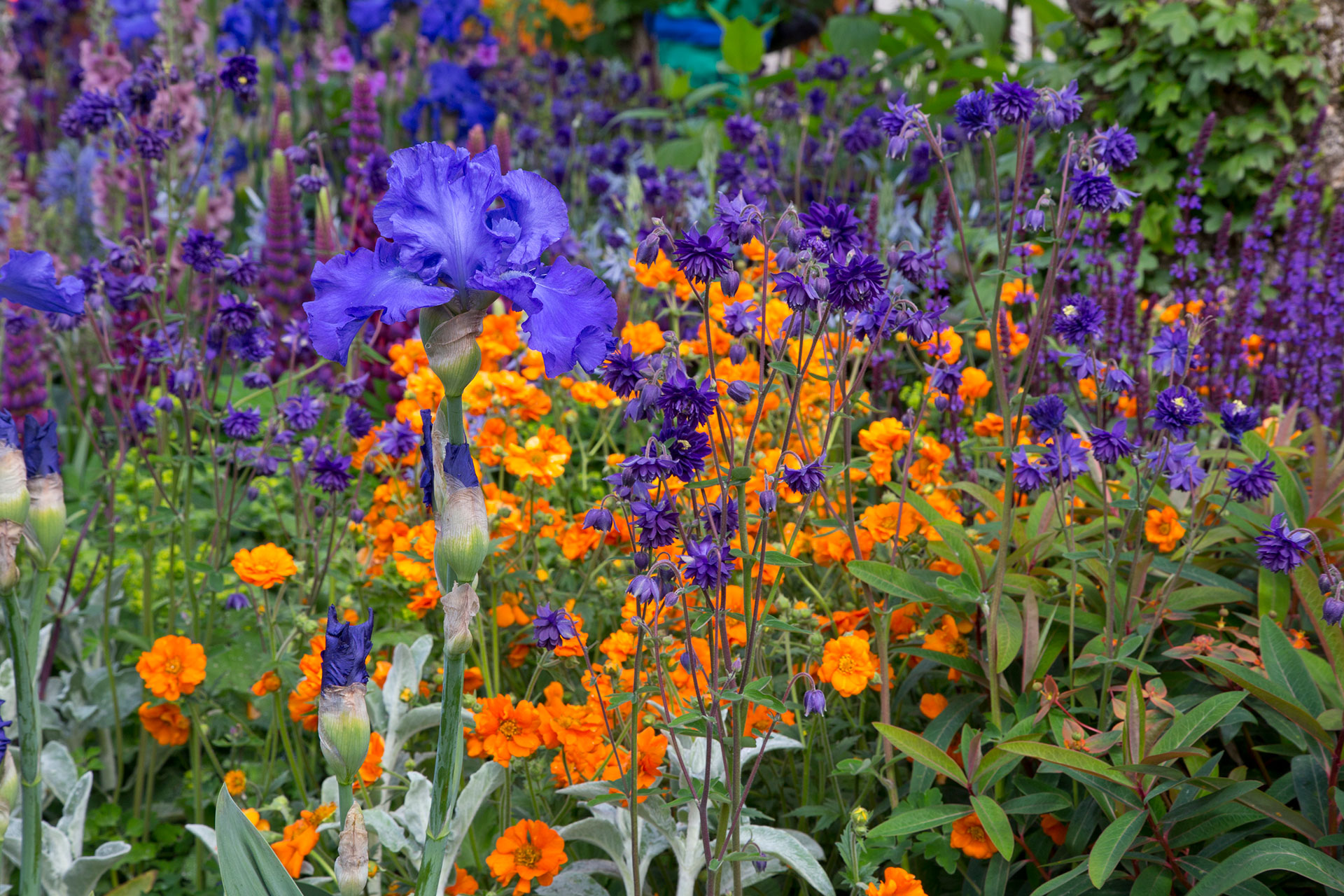 Lilla og orange er komplementærfarver. De fremhæver hinanden hver især. Her er det lilla haveiris, Iris germanica, og akeleje, Aquilegia, og orange nellikerod, Geum. Foto: Mike Jarman