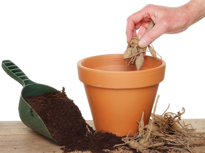 Georgineknolde plantes i krukker. Foto: Istockphoto.com/Griffin24