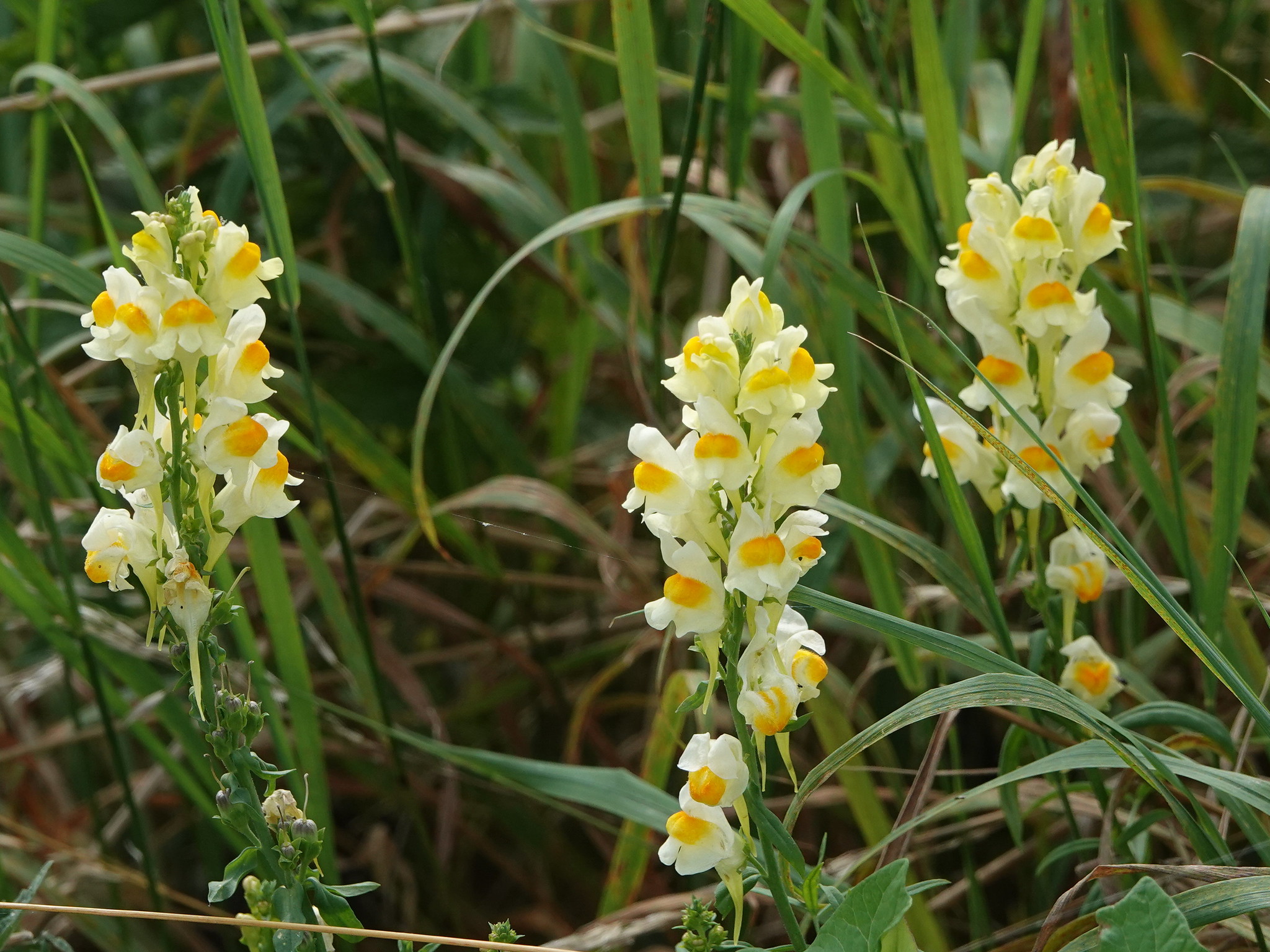 Torskemund, Linaria vulgaris. Foto: Flickr / Gertjan Van Noord