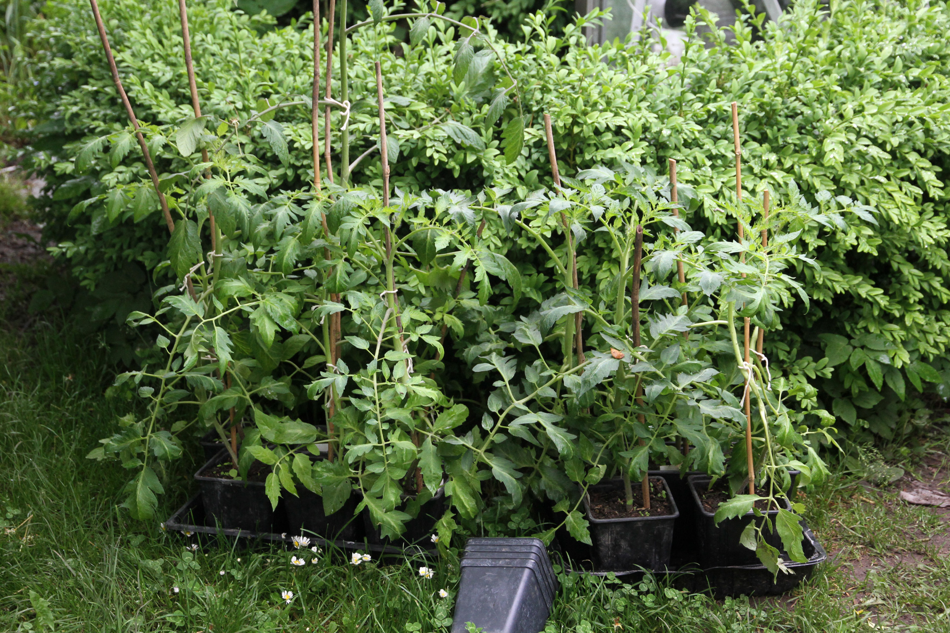 Tomatplanterne er sat udenfor til afhærdning på solsiden ved en hæk i nogle dage, inden de skal plantes ud på friland. Foto: Karna Maj