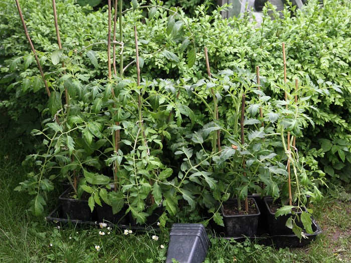 Tomatplanterne er sat udenfor til afhærdning på solsiden ved en hæk i nogle dage, inden de skal plantes ud på friland. Foto: Karna Maj