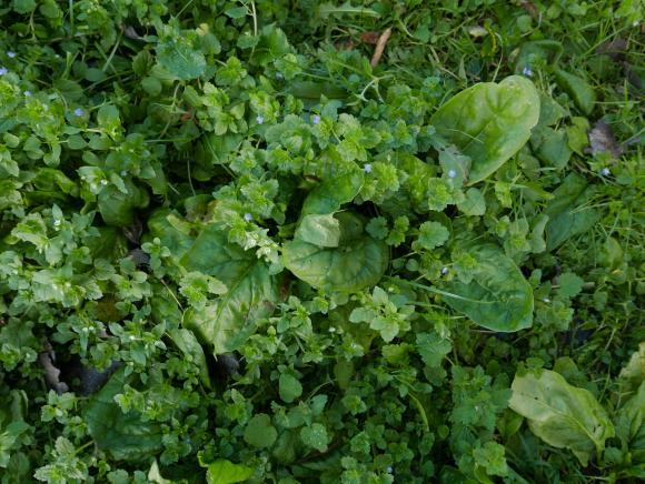 Her dominerer ukrudtet i spinatbedet. Foto: Bodil Damgaard Petersen
