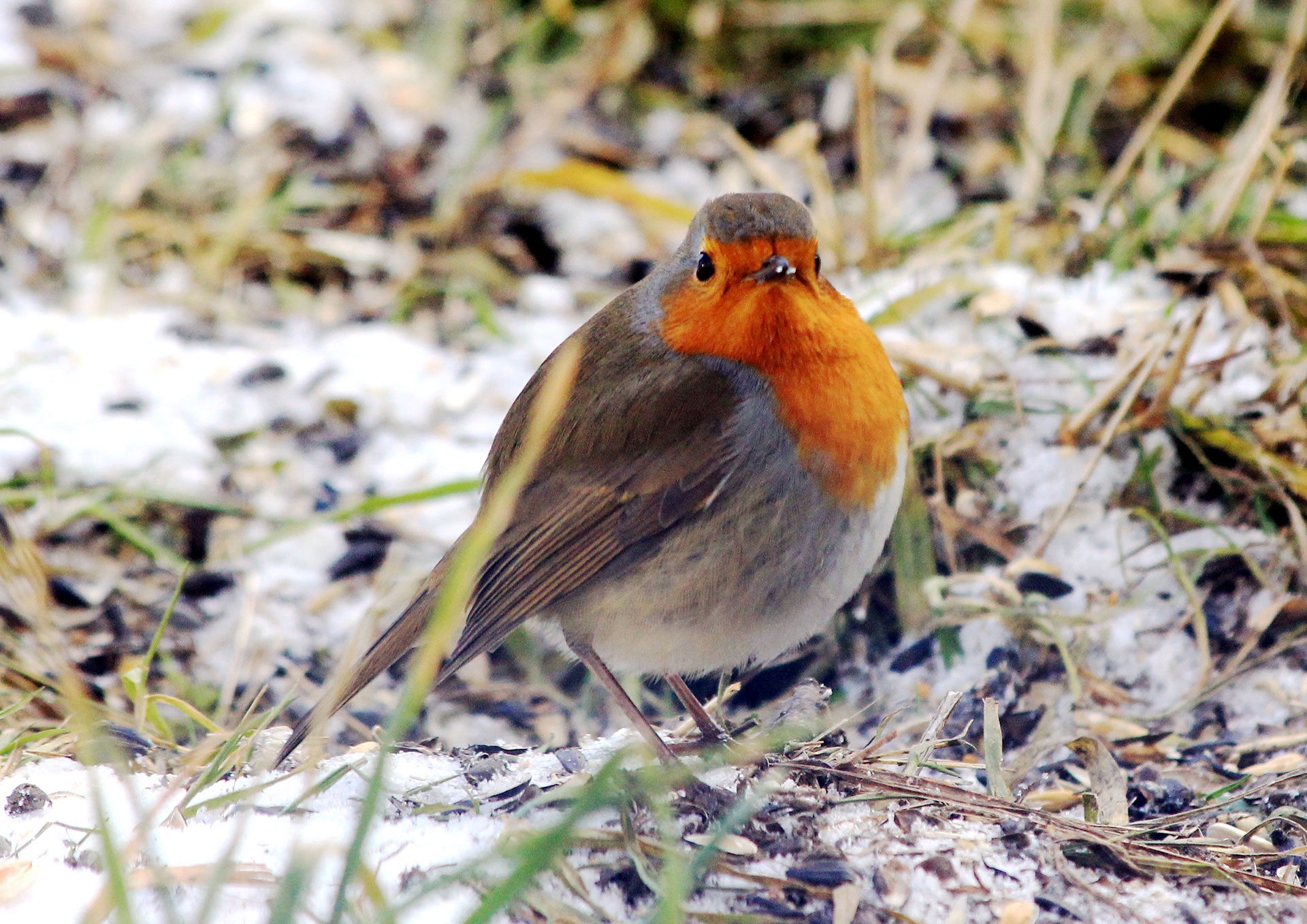Rødhals, Erithacus rubecula, kaldes også rødkælk. Foto:Wikimedia/Karelj