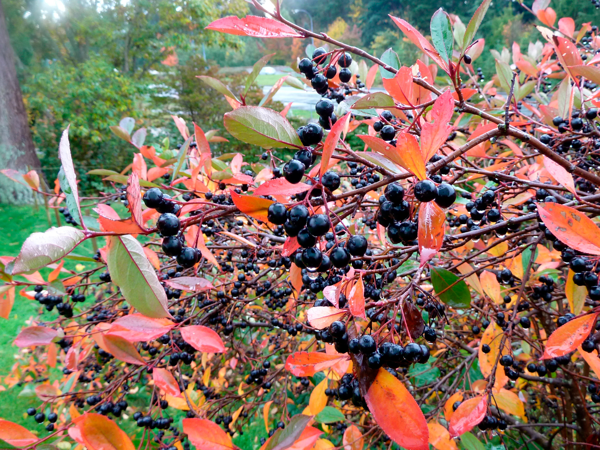 Surbær i efterårsfarver. Foto: Flickr/Wendy Cutler