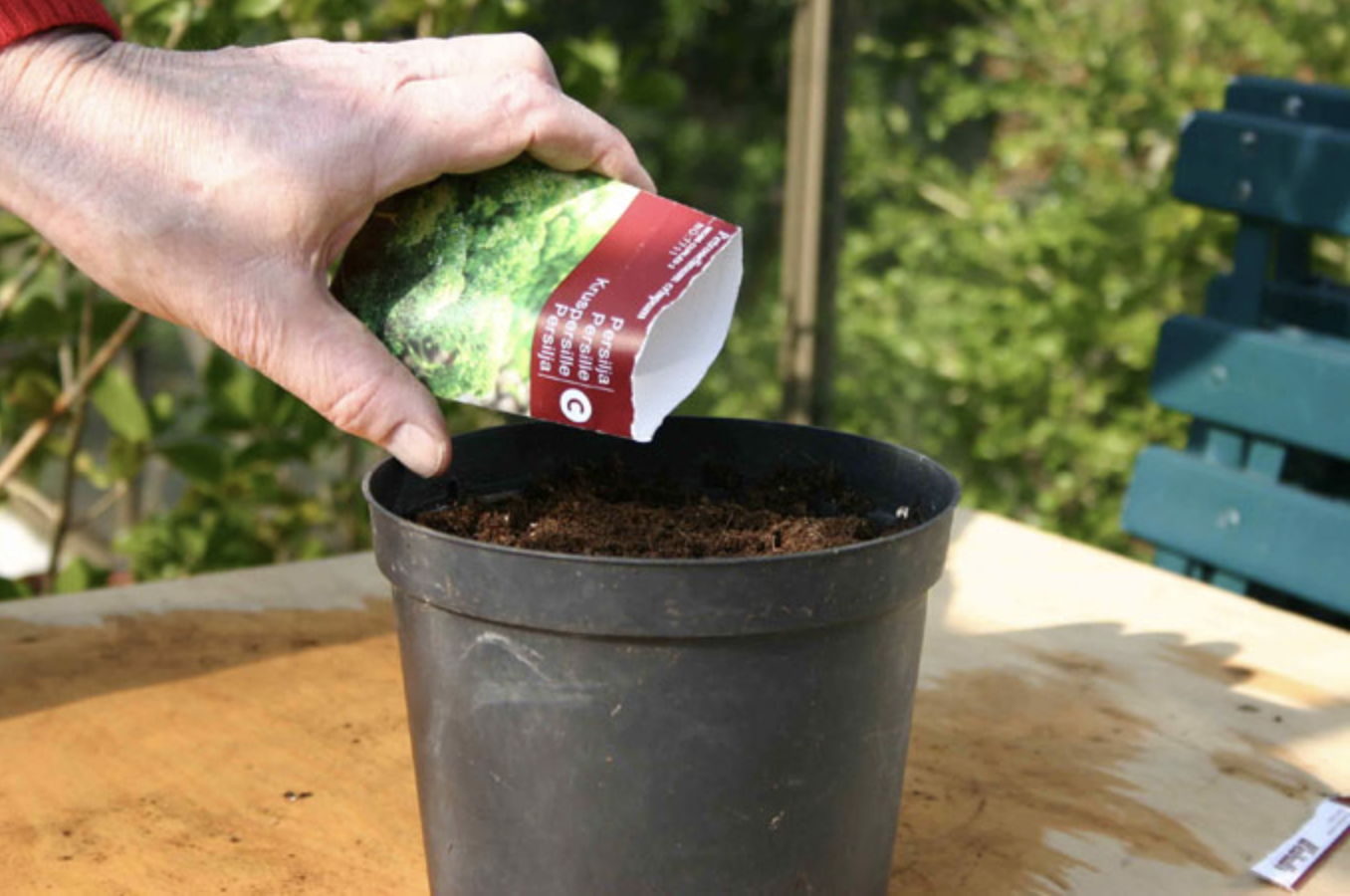 Såning af persille. Foto: Aksel H. Sørensen