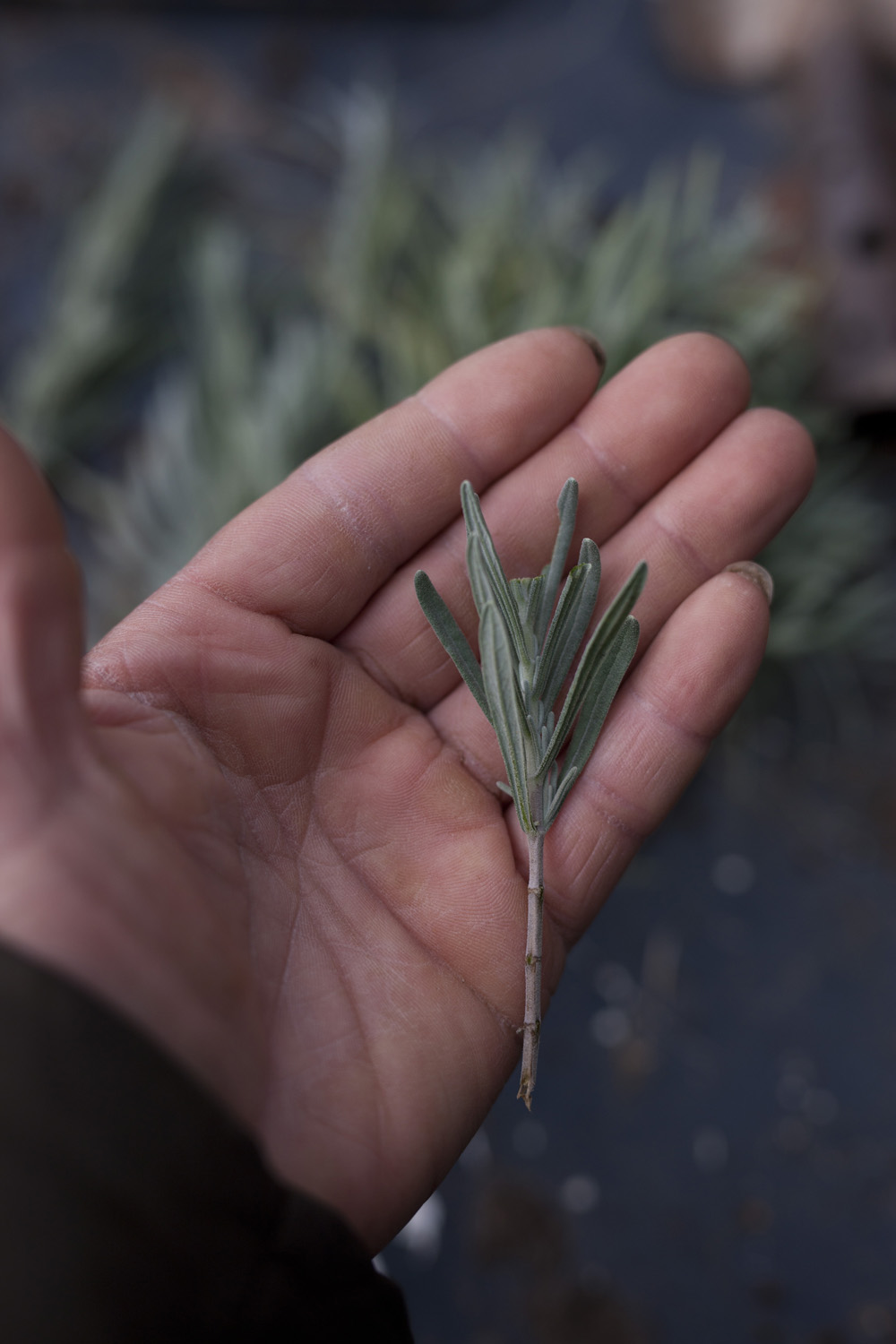 Lavendelstikling, hvor de nederste blade er klippet af. Foto: Esther Geneser