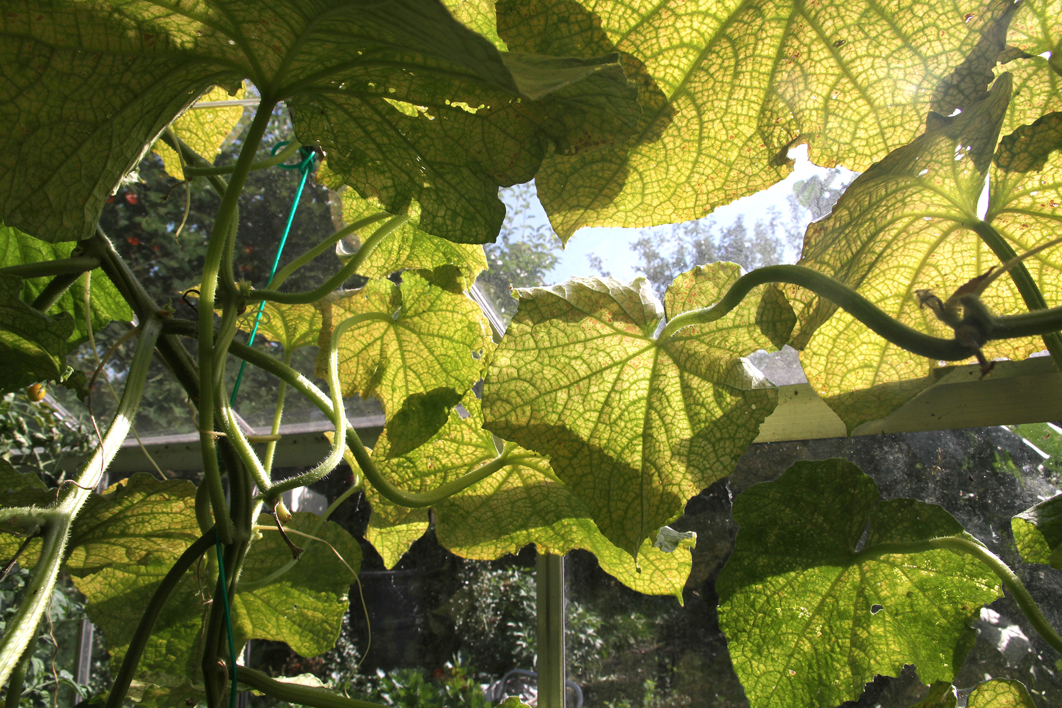 Her har spindemiderne opformeret sig i et stykke tid og er blevet rigtig mange, og bladene er ved at blive helt gule. Foto: Karna Maj
