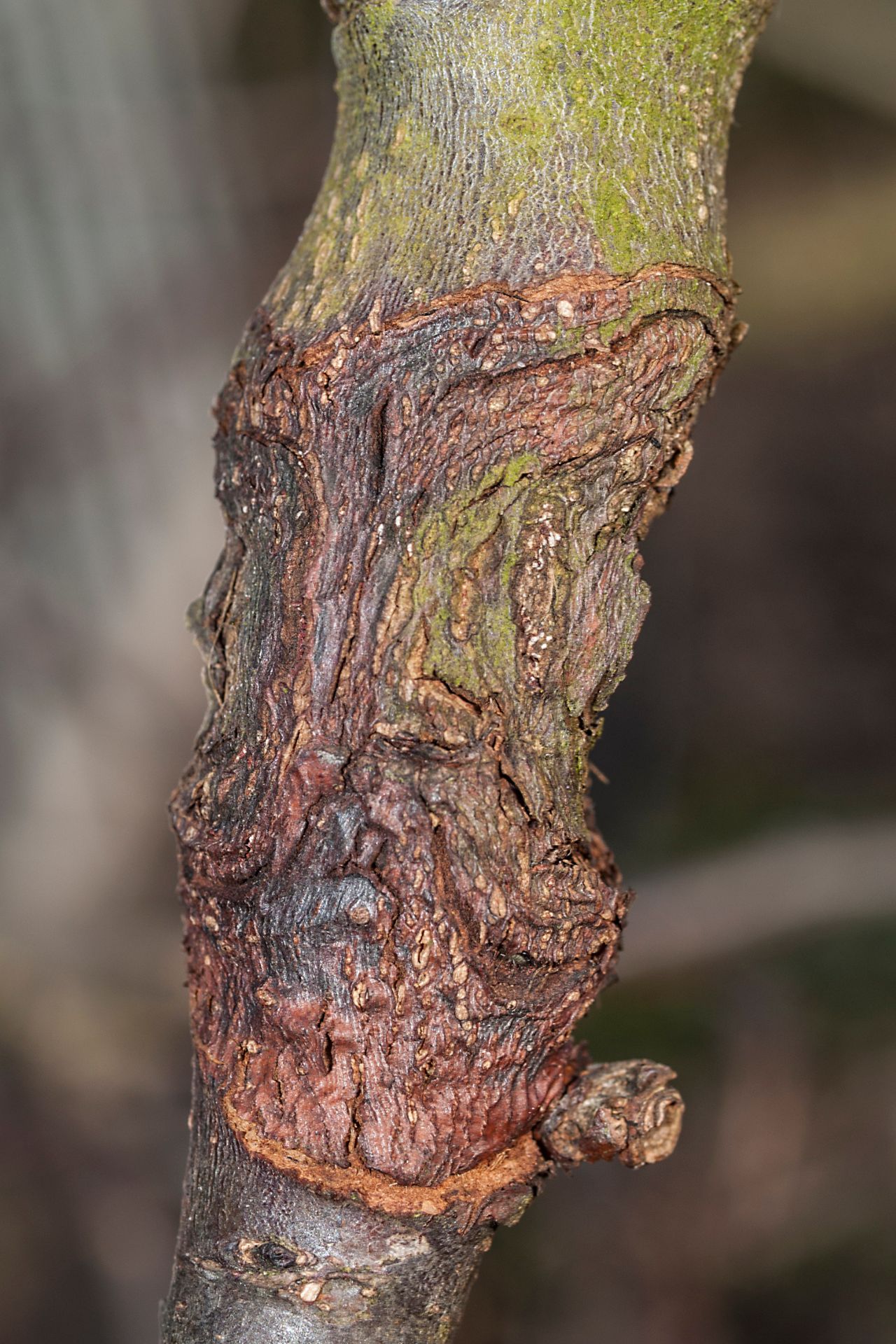 Åbne sår på æbletræets grene skyldes ofte angreb af frugttræskræft. Foto: Magnus Gammelgaard