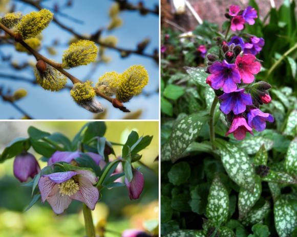Hængepil, julerose og lungeurt. Foto: Flickr/Colin, Lotus Johnson og AnnaKika