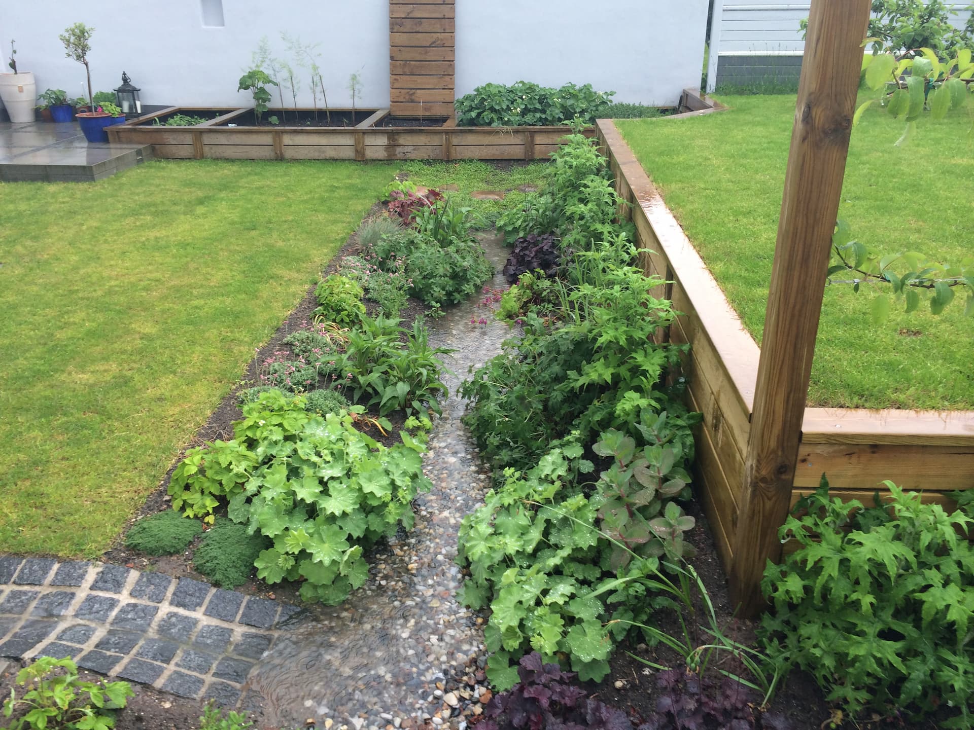 Regnbed anlagt som en grøft med stauder op ad kanterne. Foto: Haveselskabe