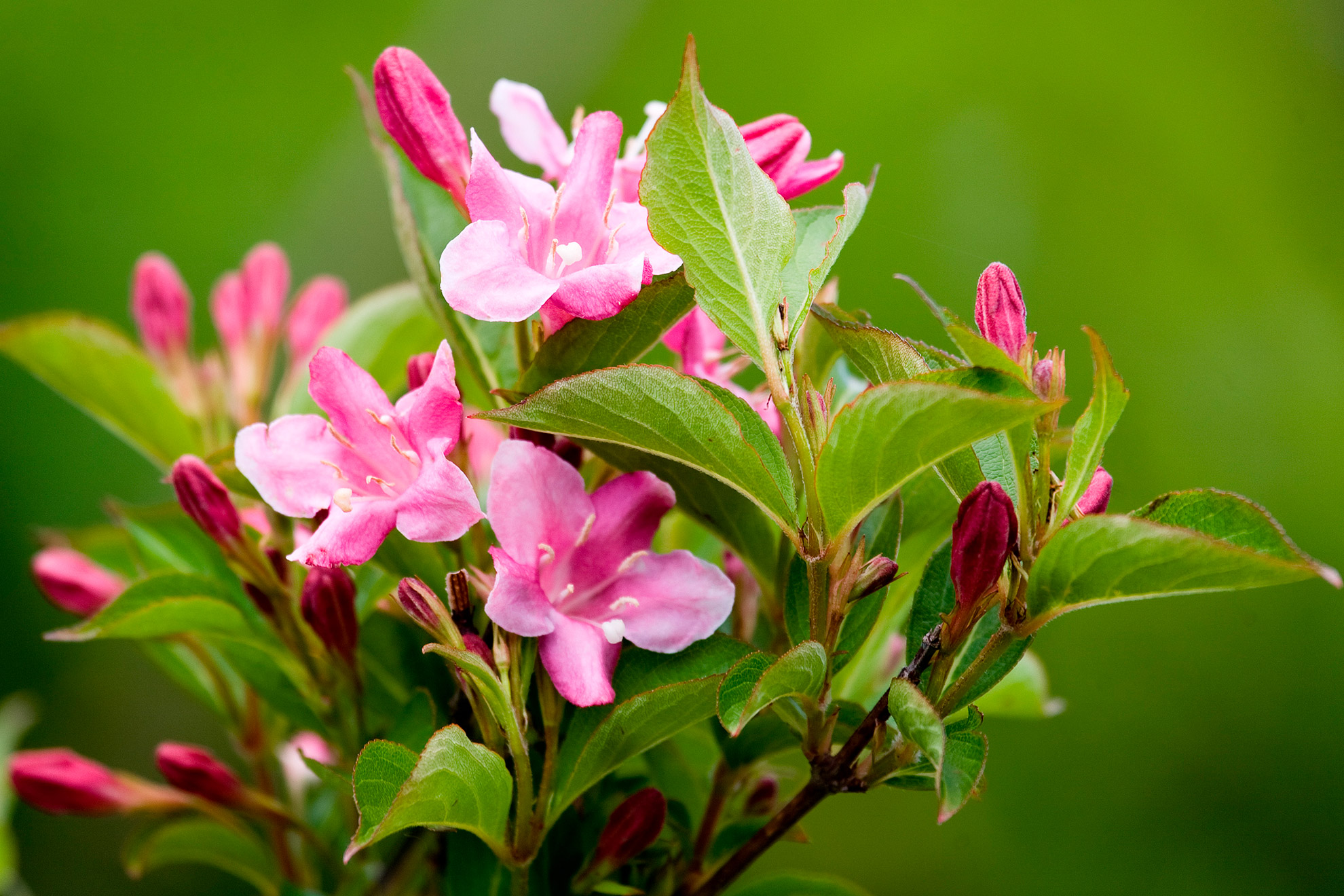 Klokkebusk, Weigela japonica. Foto: Wikimedia