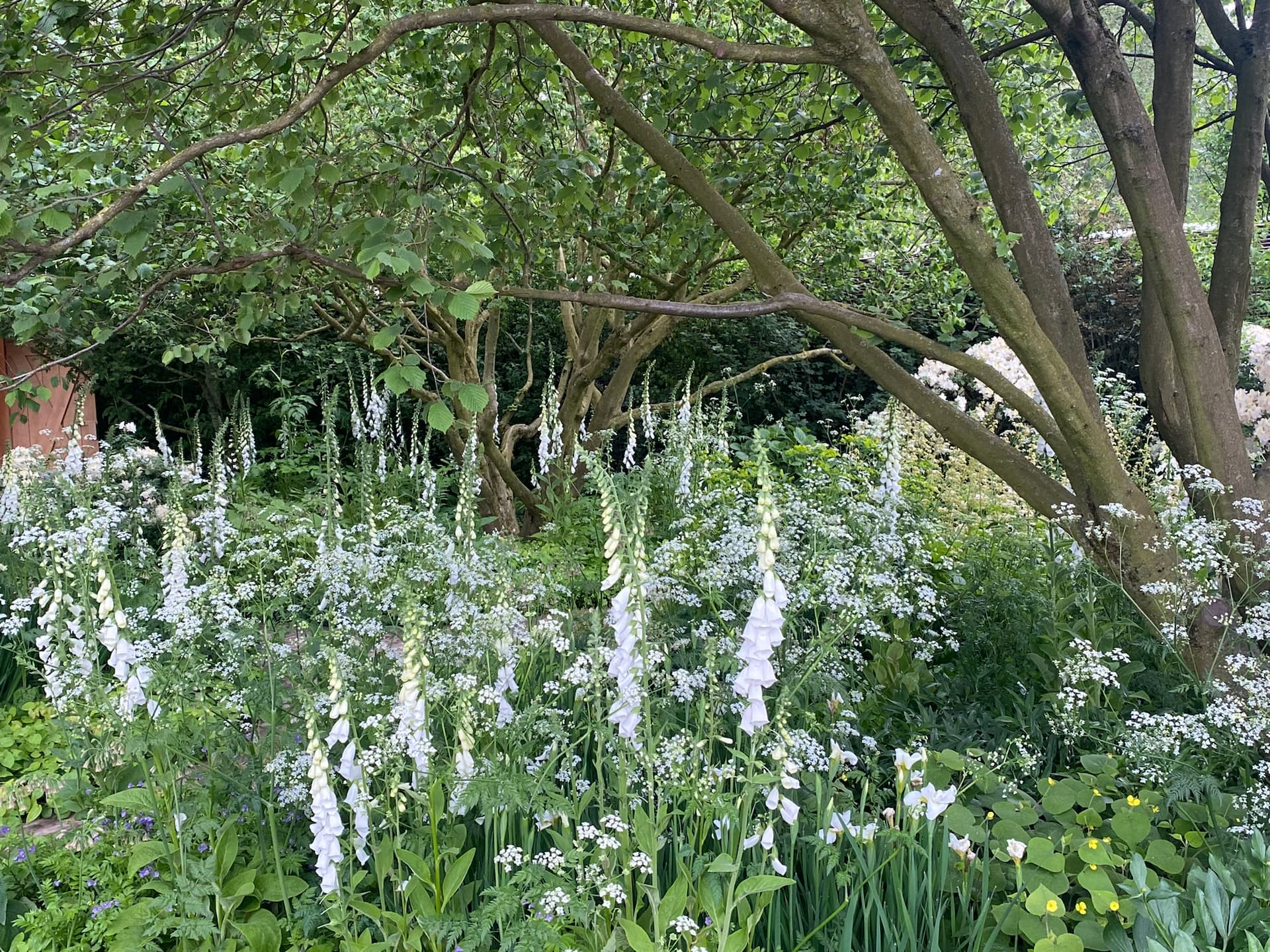 Showhave ved Chelsea Flower Show 2024 designet af Tom Stuart-Smith. Foto: Haveselskabet