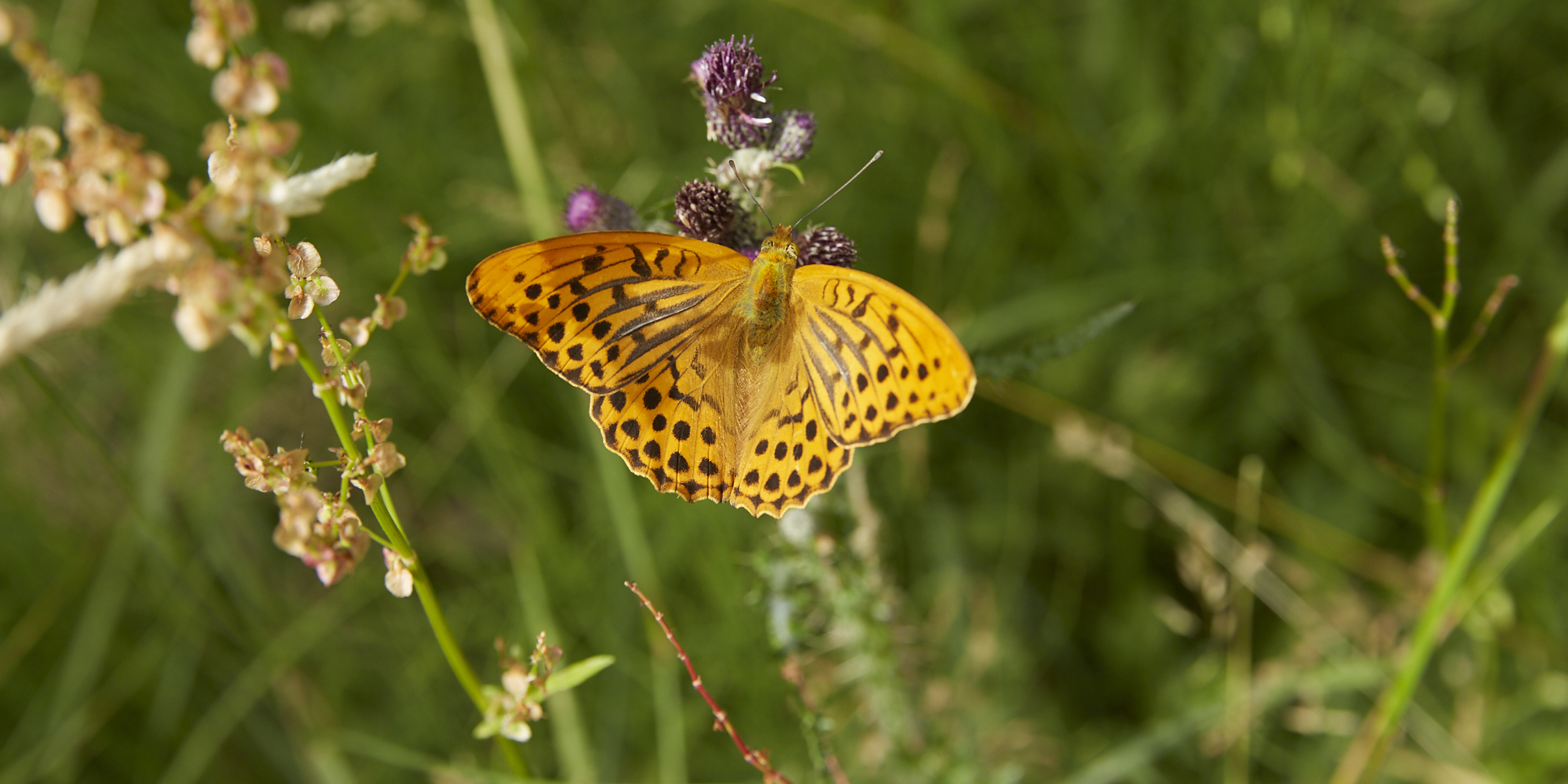 Kejserkåbe på kærtidsel. Foto: Thomas Evaldsen