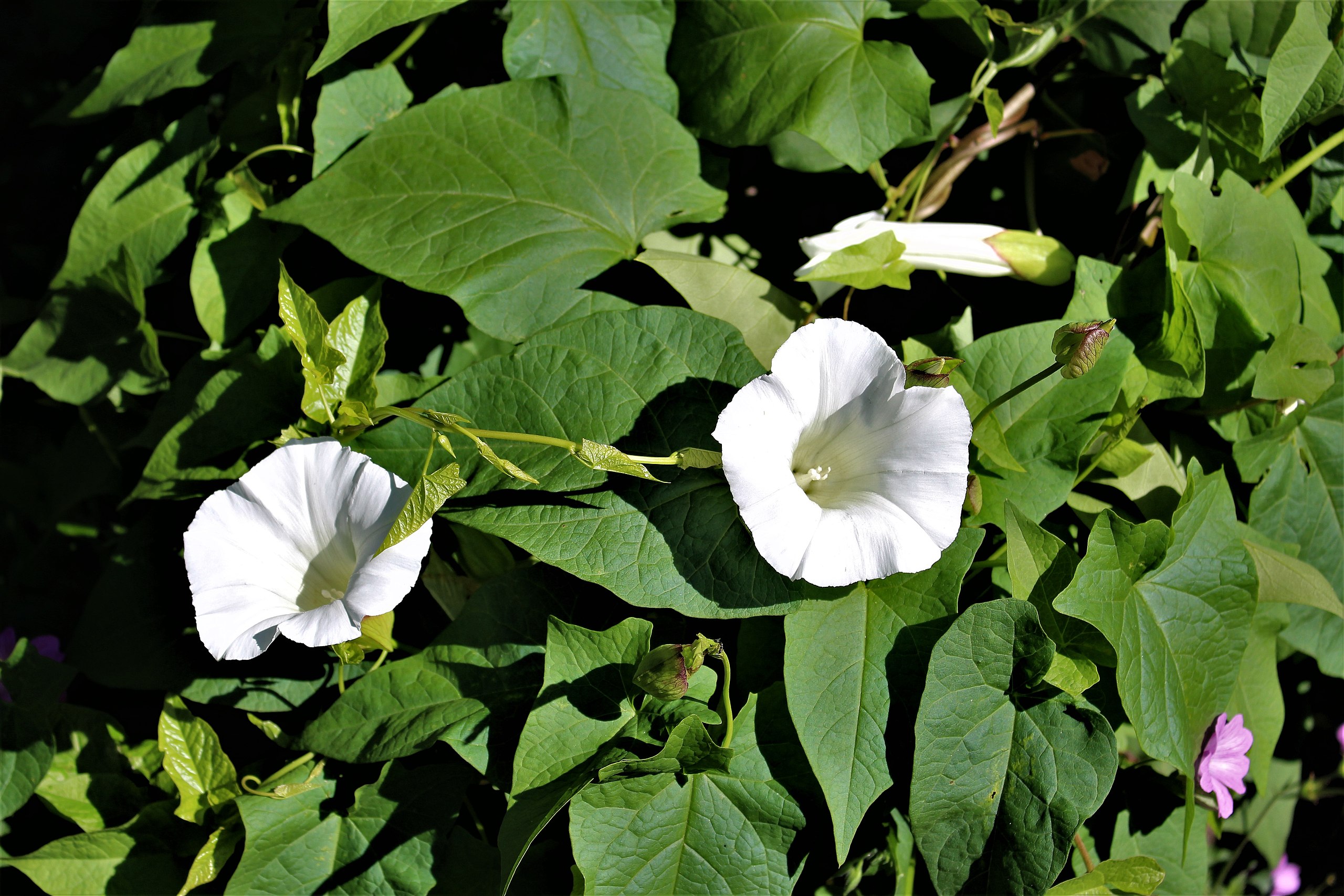 Gærdesnerle, Calystegia Sepium. Foto: Wikimedia/Emőke Dénes