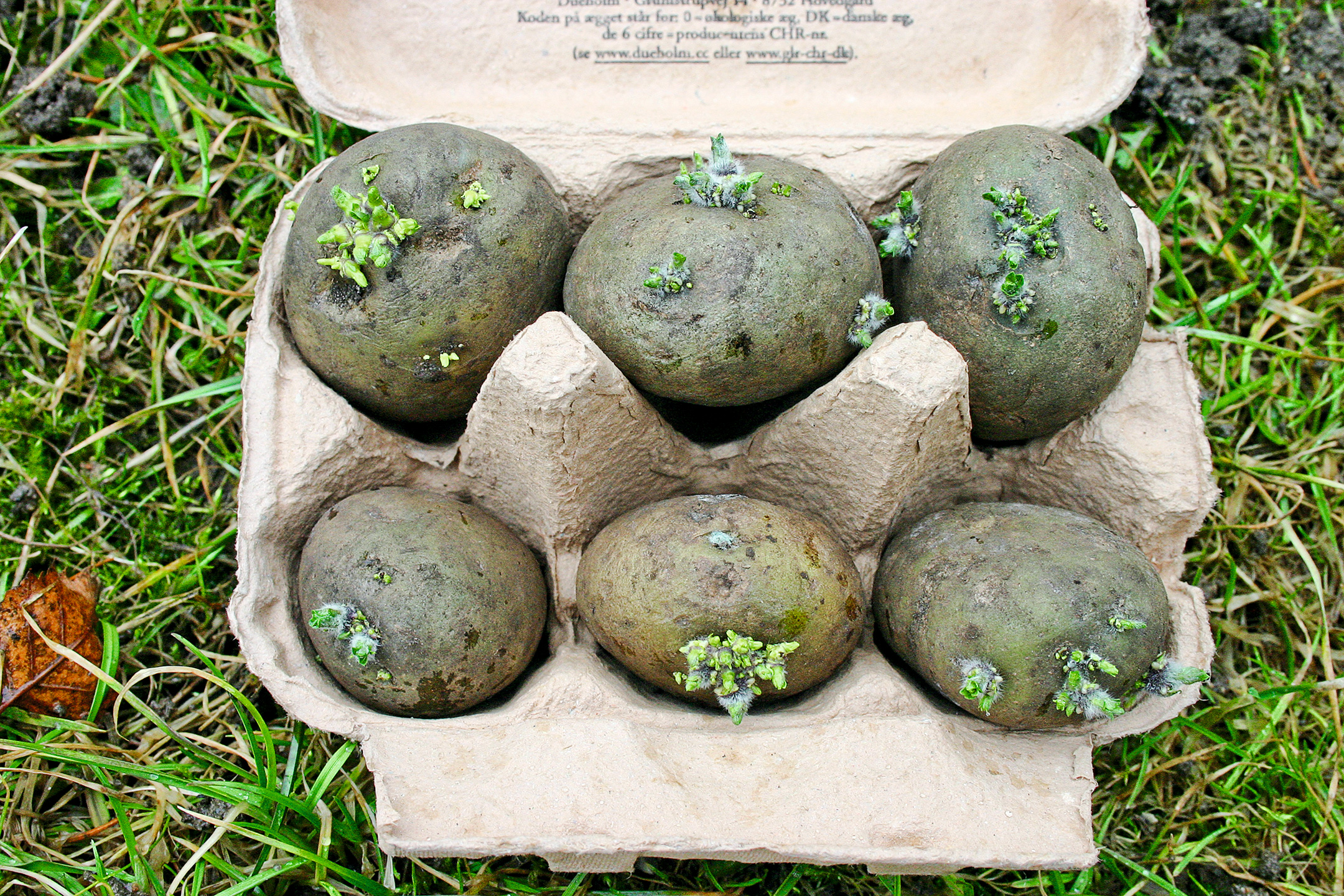 Kartofler forspiret i æggebakke. Foto: Maren Korsgaard