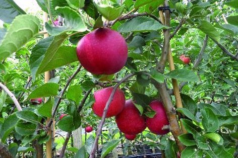 Frugttræ fra Havlykke Planteskole