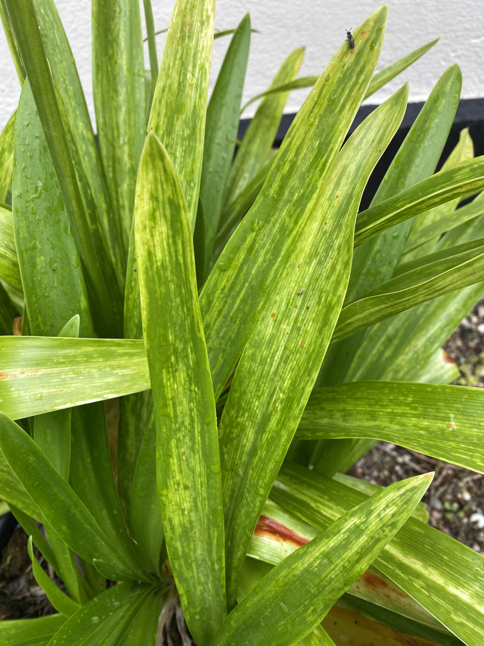 Blade med kraftige virussymptomer. Foto: Bodil Damgaard Petersen