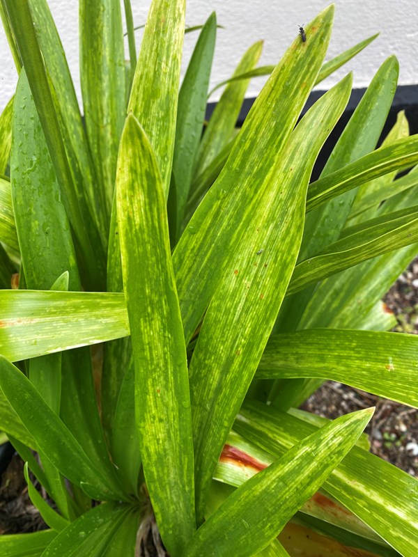 Blade med kraftige virussymptomer. Foto: Bodil Damgaard Petersen