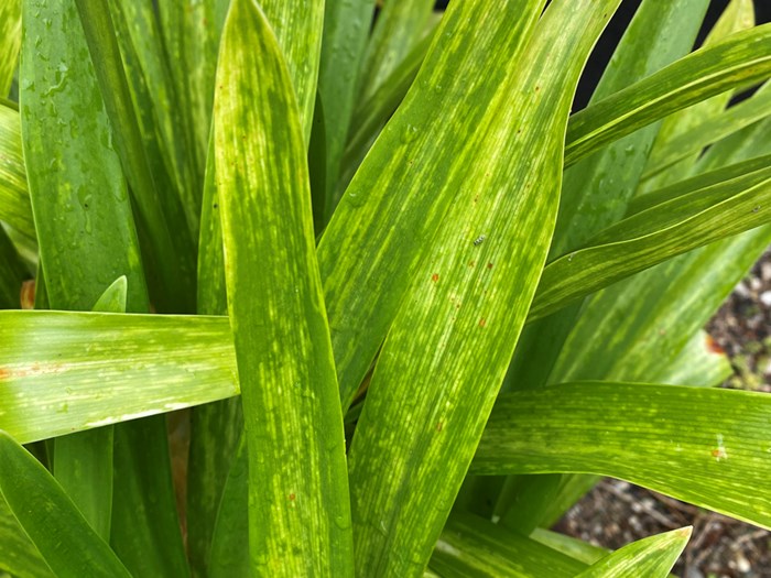 Blade med kraftige virussymptomer. Foto: Bodil Damgaard Petersen
