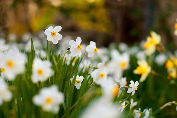 Narcissus poeticus. Foto: Istockphoto