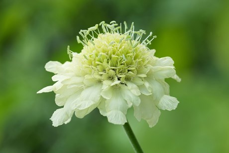 Kæmpeskælhoved, Cephalaria gigantea. Foto: Istock/Henk Wallays