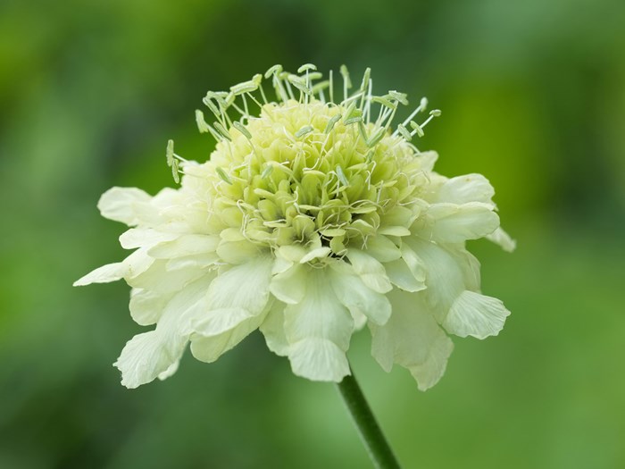 Kæmpeskælhoved, Cephalaria gigantea. Foto: Istock/Henk Wallays