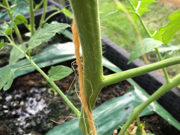 Tomat, sideskud knebet af. Foto: Haveselskabet