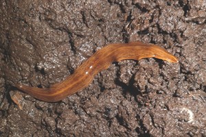 Sydamerikansk fladorm, Obama nungara, Foto: Wikimedia commons, Piterkeo, cc by-sa 4.0,