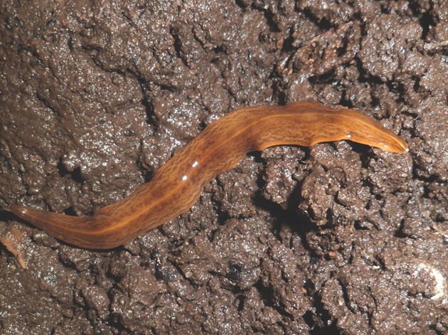 Sydamerikansk fladorm, Obama nungara, Foto: Wikimedia commons, Piterkeo, cc by-sa 4.0,