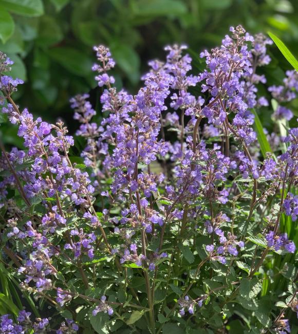 Almindelig blåkant, Nepeta x faassenii 'Purrsian Blue'. 