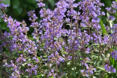 Almindelig blåkant, Nepeta x faassenii 'Purrsian Blue'.