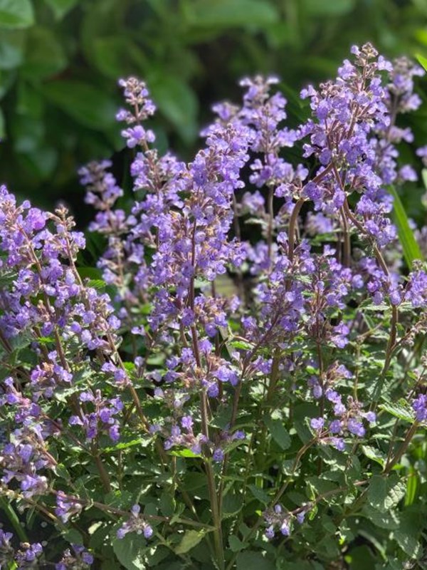 Almindelig blåkant, Nepeta x faassenii 'Purrsian Blue'.