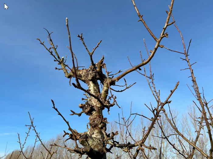 Beskæring af træer