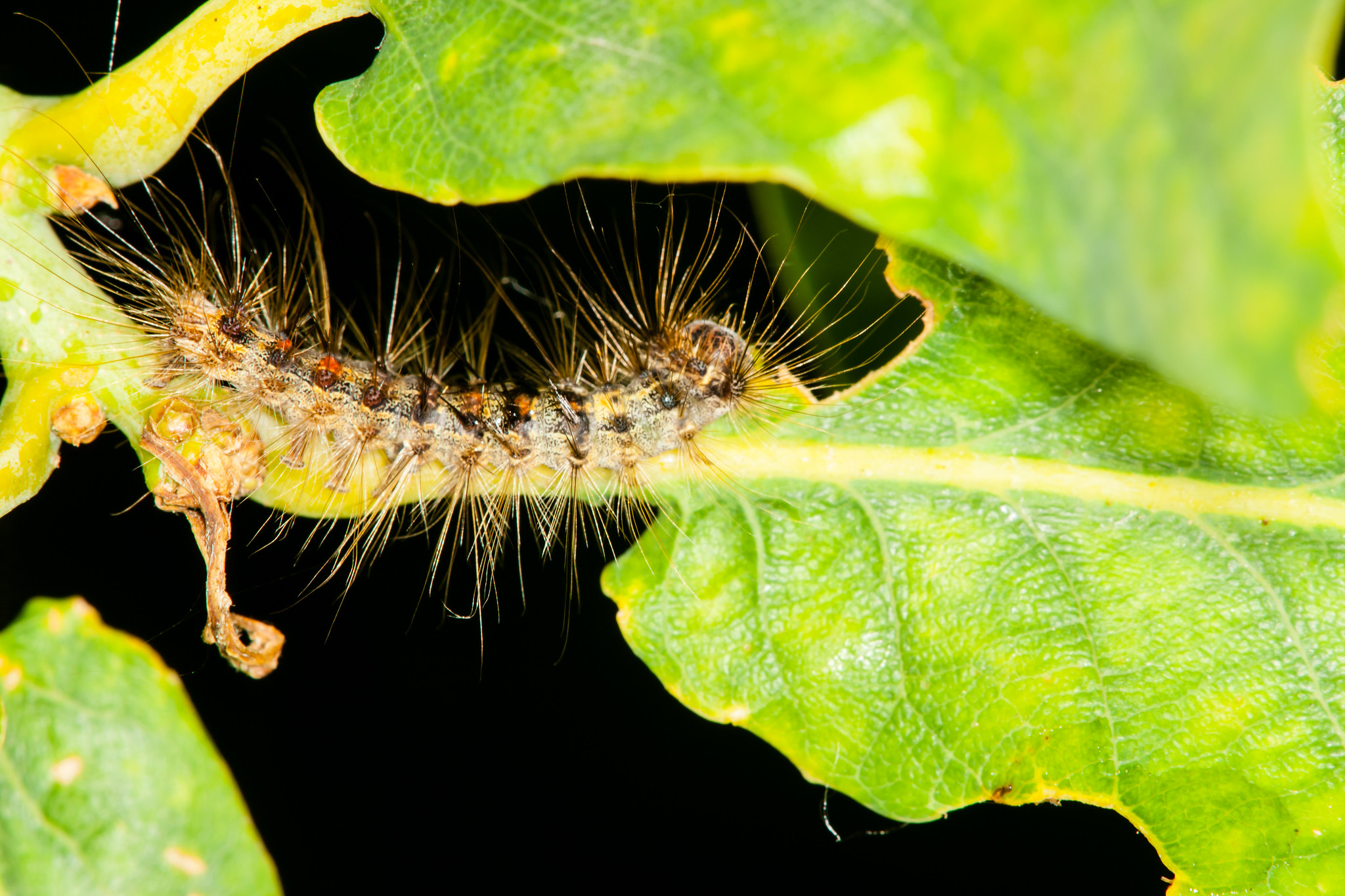 Egeprocessionsspindere sidder som regel i spindet om dagen, mens de om natten kan gå op i træet og spise egeblade. Foto: Flickr / Andreas März