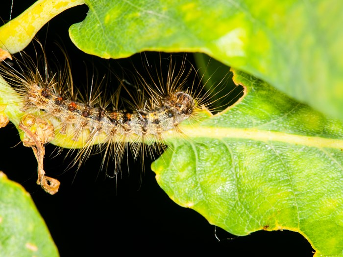 Egeprocessionsspindere sidder som regel i spindet om dagen, mens de om natten kan gå op i træet og spise egeblade. Foto: Flickr / Andreas März