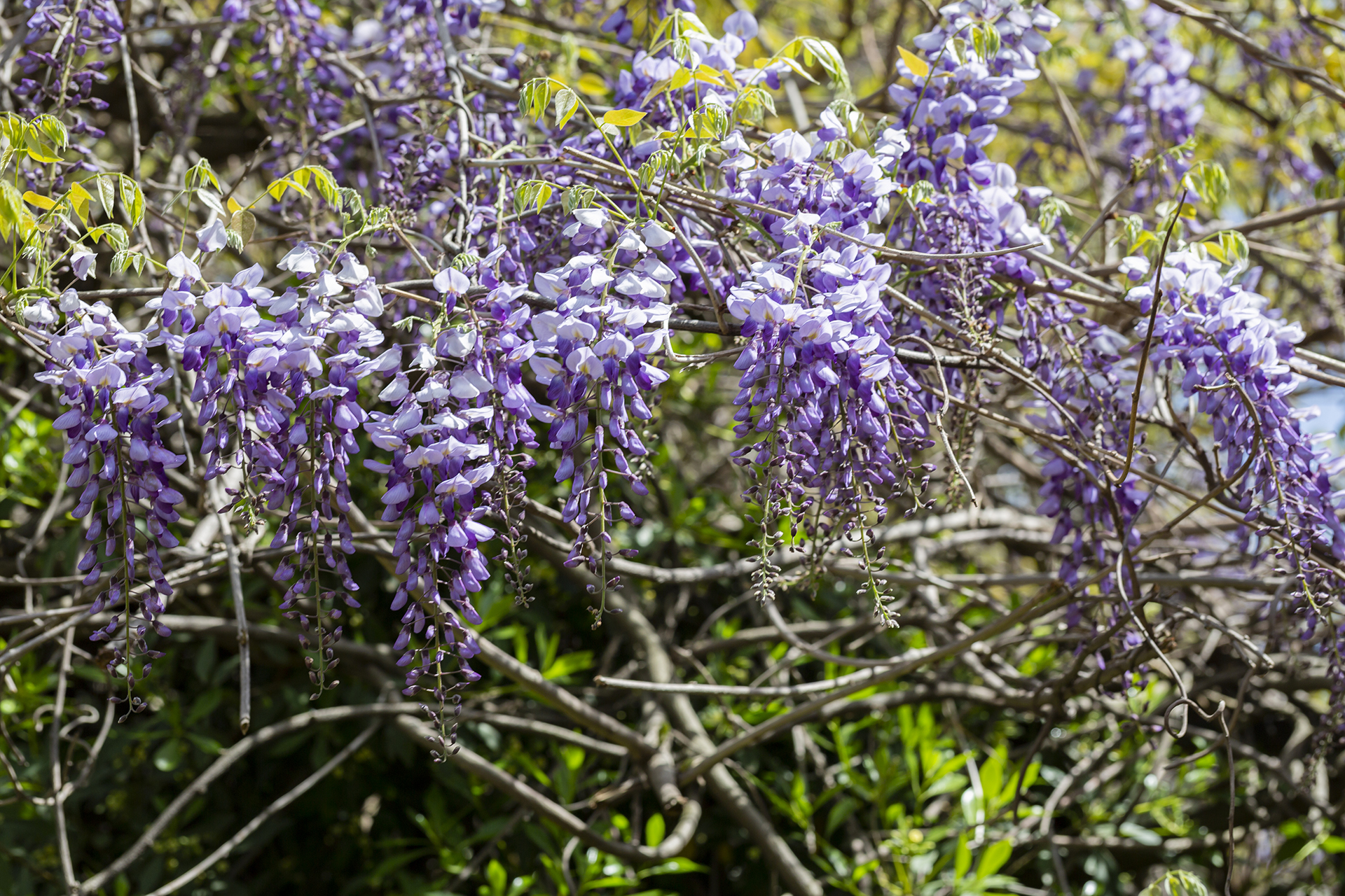 Blåregn, Wisteria sinsensis. Foto: Istock/Anna Nelidova
