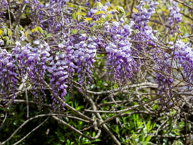 Blåregn, Wisteria sinsensis. Foto: Istock/Anna Nelidova