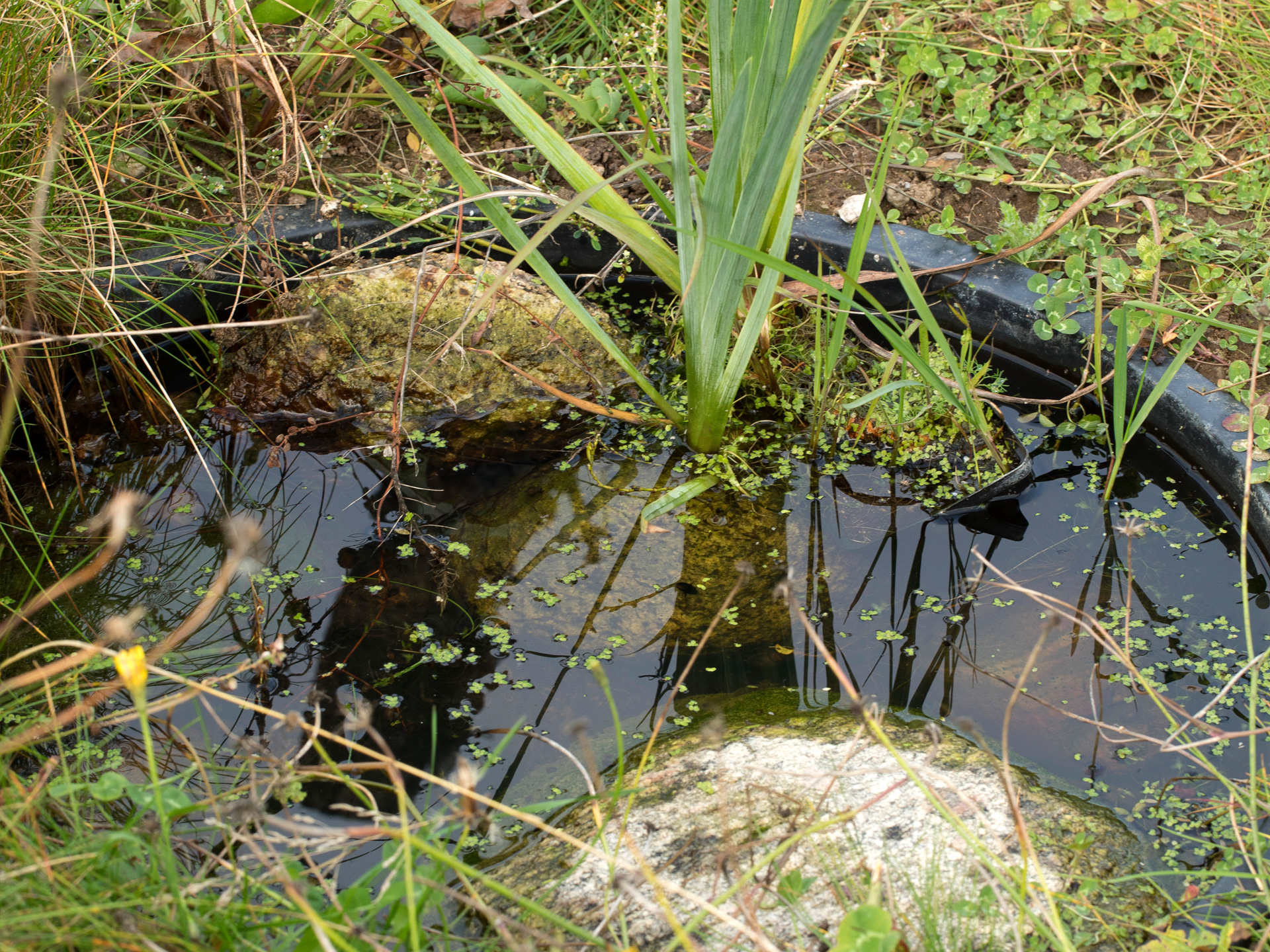 Murerbalje lavet til et havebassin, fyldt med vand og planter. I samarbejde med Haveselskabet. Foto: Ann Malmgren