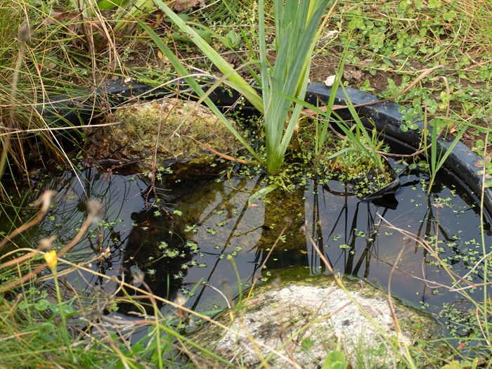 Murerbalje lavet til et havebassin, fyldt med vand og planter. I samarbejde med Haveselskabet. Foto: Ann Malmgren