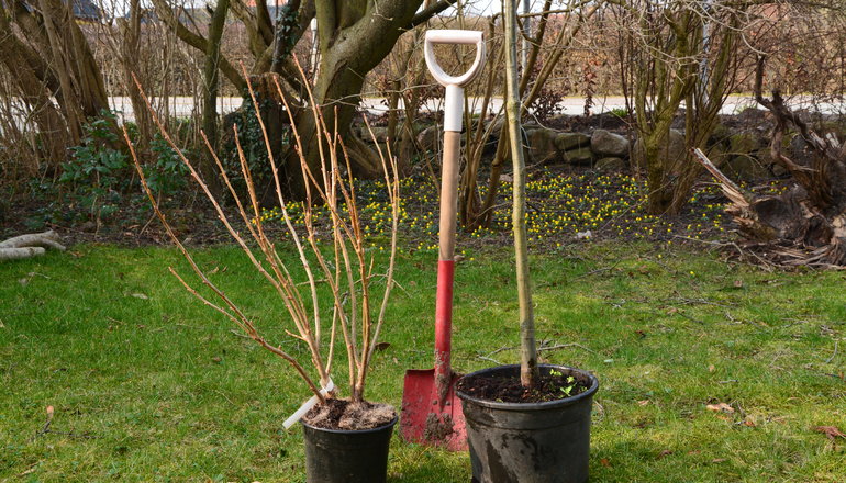 Tid til plantning. Foto: Haveselskabet