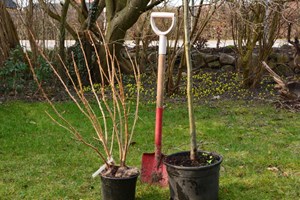 Tid til plantning. Foto: Haveselskabet