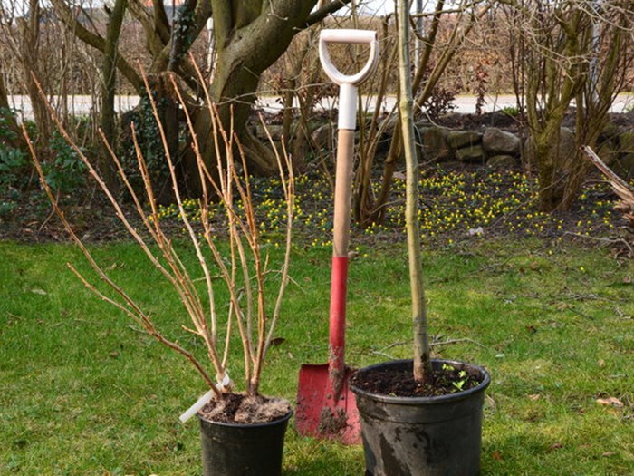 Tid til plantning. Foto: Haveselskabet