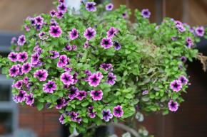 Minipetunia
