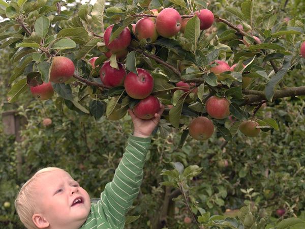 Æblehøst, barn. Foto: Magnus Gammelgaard Nielsen