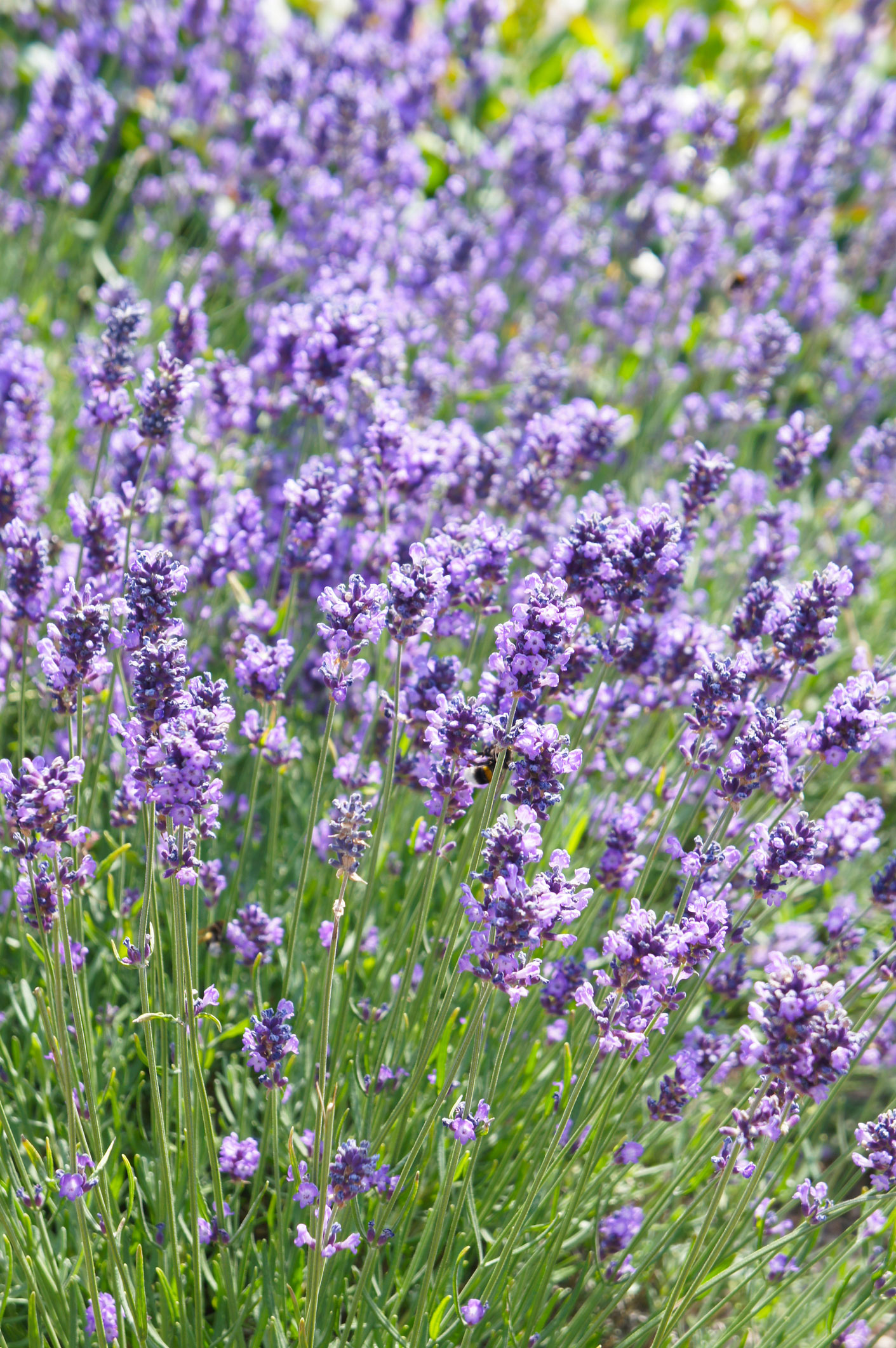 Lavendel, Lavandula angustifolia, `Hidcote Blue`Foto: Istock/skymoon13