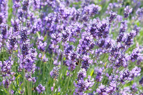 Lavendel, Lavandula angustifolia, `Hidcote Blue`Foto: Istock/skymoon13