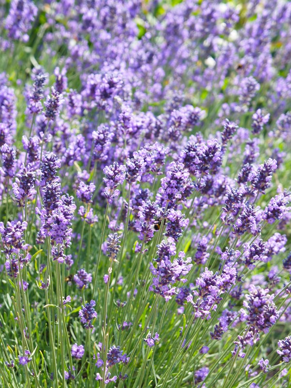 Lavendel, Lavandula angustifolia, `Hidcote Blue`Foto: Istock/skymoon13