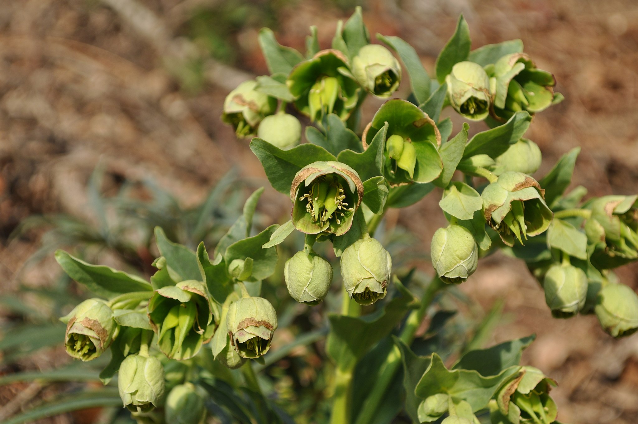 Stinkende nyeserod, Helleborus foetidus. Foto: Wikimedia/Josep Gesti